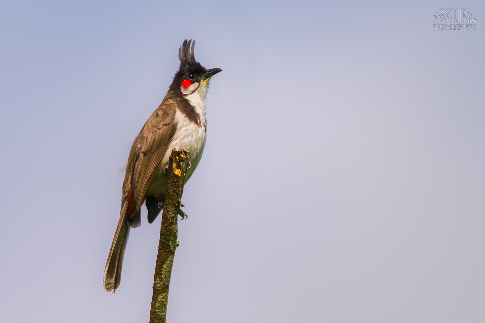 Munnar - Roodoorbuulbuul De Roodoorbuulbuul (Red-whiskered bulbul, Pycnonotus jocosus) is een veelvoorkomende vogel in het zuiden van India.  Stefan Cruysberghs